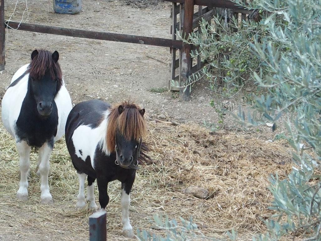 Country House Poggio Fiorito อัสซิซี ภายนอก รูปภาพ